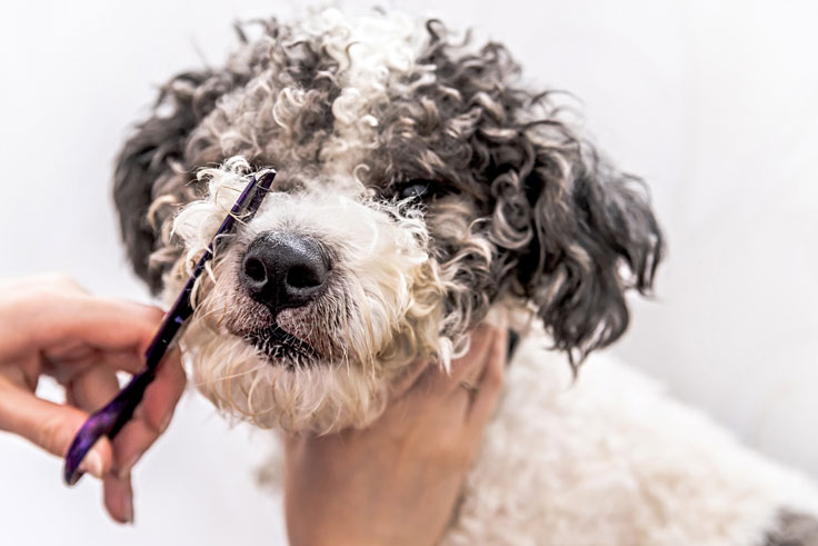 Köpek Traşı